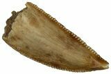 Serrated Raptor Premaxillary Tooth - Real Dinosaur Tooth #300898-1